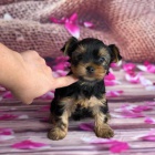 Prod�m mini �t��ata yorkie.