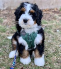 Prod�m �t��ata Bernedoodle.