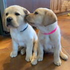 Prod�m �t��ata labradorsk�ho retr�vra.