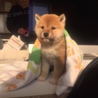 Prod�m �t��ata shiba inu