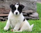 Prod�m �t��ata akita inu.