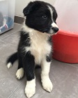 Prod�m �t��ata border kolie