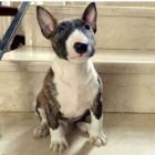 Prod�m �t��ata anglick�ho bulteri�ra.