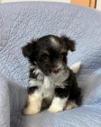 �t��ata havanese na prodej.