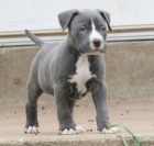 Prod�m zdrav� �t��ata staford��rsk�ho bulteri�ra