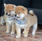 Shiba Inu �t��ata