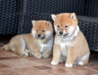 Shiba Inu �t��ata
