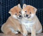 Shiba Inu �t��ata