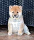 Shiba Inu �t��ata