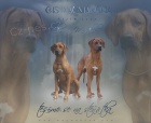 Rhod�sk� ridgeback - �t���tka