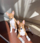 Prod�m o�kovan� a od�erven� �t��ata BASENJI.