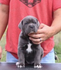 Prod�m �t��ata italsk�ho Cane Corso