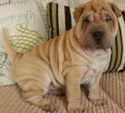 Shar-pei o�kovan� �t��ata na prodej.