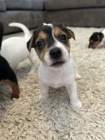 Prod�m �t��ata jack russell teri�ra.