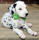 Prod�m �t��ata dalmatin�