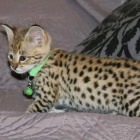 Savannah ko�ata k dispozici