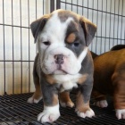 Prod�m �t��ata anglick�ho buldo�ka