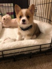 Prod�m �t��ata Pembroke Welsh Corgi.