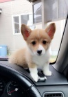 Prod�m �t��ata Pembroke Welsh Corgi.