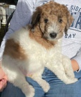 Prod�m �t��ata AUSSIEDOODLE.