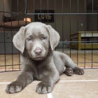 Prod�m o�kovan� a od�erven� zdrav� �t��ata v�marsk�ch oha��