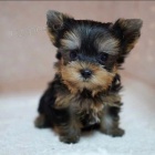 Prod�m roztomil� a kr�sn� miniaturn� �t���tka jork��rsk�ho teri�ra.