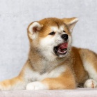 Kr�sn� a rozko�n� �t��ata Akita Inu k dispozici a p�ipravena k prodeji.