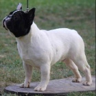 Francouzsk� buldo�ek