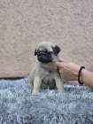 Mops�k �t��ata
