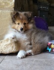 Prod�m �t��ata Sheltie o�kovan� a od�erven�.