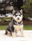 Prod�m �t��ata Pomskies (k��enec sibi�sk� husky a pomeranian)