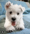 Prod�m mini mini �t��ata West Highland White Terriers