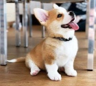 Prod�m �t��ata Pembroke Welsh Corgi.