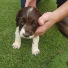 Prod�m zdrav� �t��ata kokr�pan�la