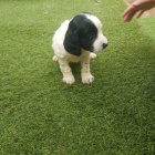 Prod�m zdrav� �t��ata kokr�pan�la