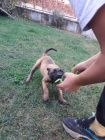 Belgick� ov��k malinois