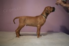 Rhod�sk� ridgeback st��atka z PP po super rodi�ich