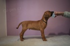 Rhod�sk� ridgeback st��atka z PP po super rodi�ich