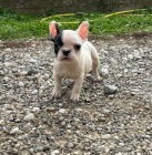 Francouzsk� buldo�ek