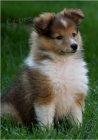 Prod�m �t��ata SHELTIE.