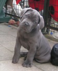 Prod�m �t��ata Cane Corso