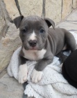 Prod�m �t��ata Pitbull teri�ra