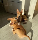 Prod�m �t��ata Basenji