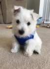Prod�m mini mini �t��ata West Highland White Terriers