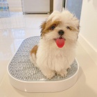 Prod�m �t��ata SHIH TZU