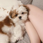 Prod�m �t��ata SHIH TZU