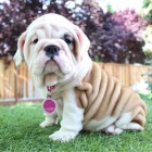 Prod�m �t��ata anglick�ho buldo�ka