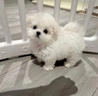 malt�zsk� �t��ata na prodej.