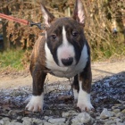 Prod�m �t��ata anglick�ho bulteri�ra