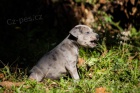 Americk� pitbulteri�r �t��ata